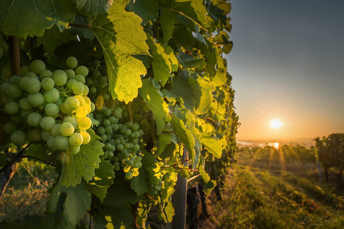 vine at sunrise by T. Kaiser, sonyilce7rm3 sony fe24105mmf4goss thilokaiserphotography rheinlandpfalz sonnenaufgang sunrise bingen