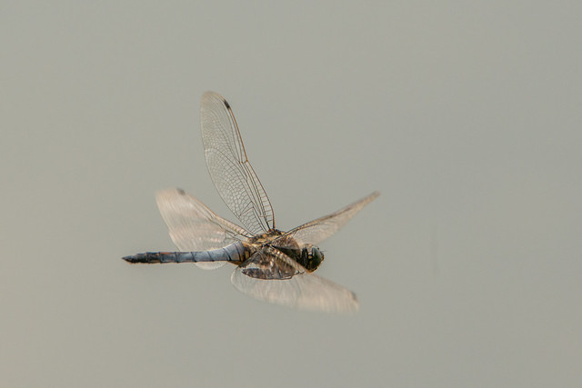 Black-tailed skimmer  in flight