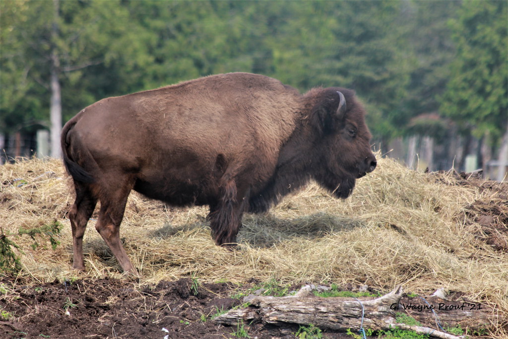 Wood Bison (Bison bison athabascae) | Wood Bison photographe… | Flickr