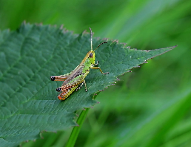 Male Meadow Grasshopper