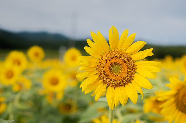 16082021_sunflowers