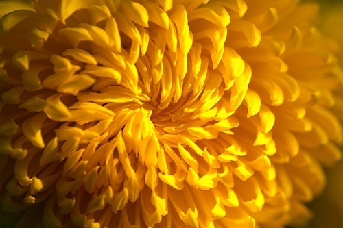 yellow yellowflower flower flora closeup macro petals flor flores bloom blossom blooming blossoming attentiongetting charming calming classic dainty glowing lovely nature