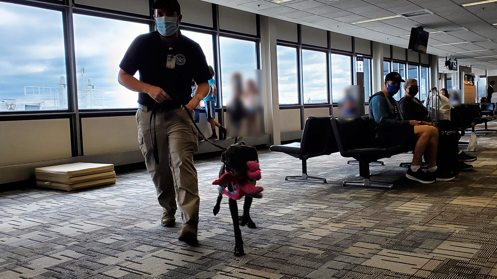 Bomb-sniffing dogs under training