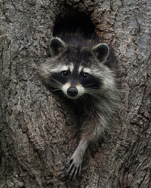 Raccoon Adult Female
