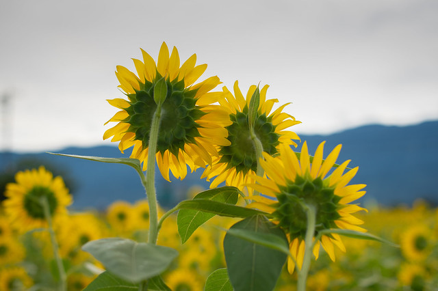 16082021_sunflowers