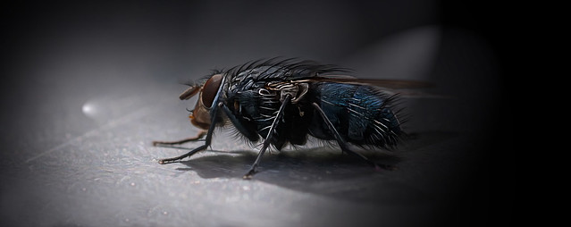 Fliege / Fly