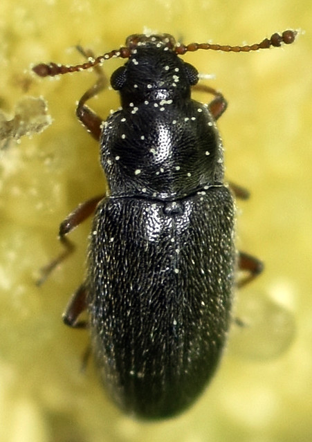 3.4 mm silken fungus beetle
