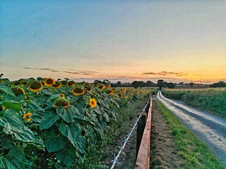 Sunflowers farm - Explore