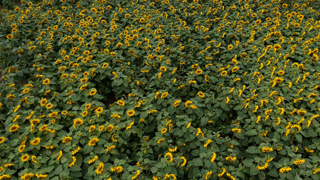 Sunflowers drones eye view
