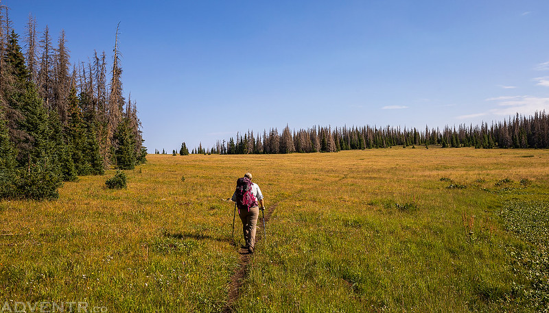 Across The Meadow