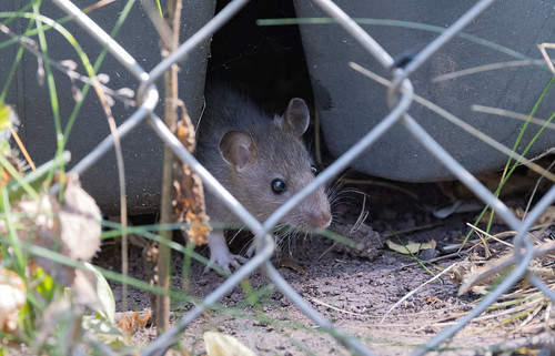 Rat hiding under the basketball stand.
