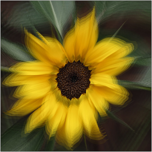 Sunflower (LVK wk32)