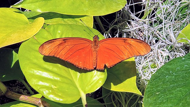 Moth / butterfly