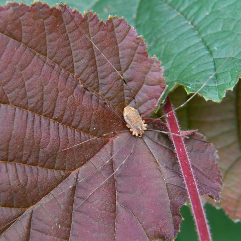 Canestrini's harvestman on a leaf