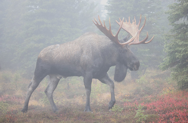 Huge Bull Moose Appears Out of the Fog