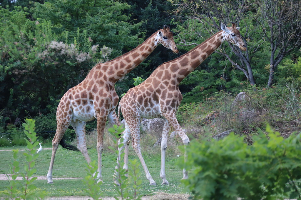 Girafes parallèles