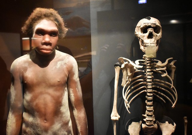 Turkana Boy with Lifelike and Skeletal Reproduction