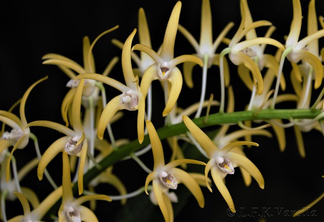 Dendrobium speciosum