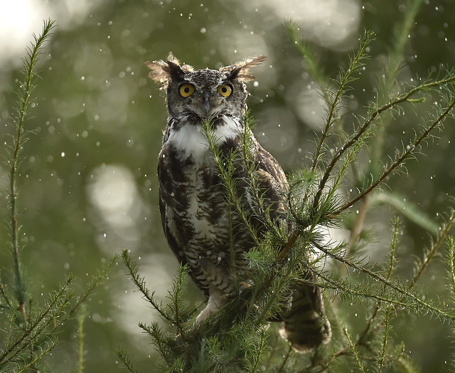 Grand-Duc d'Amérique - Great-Horned Owl