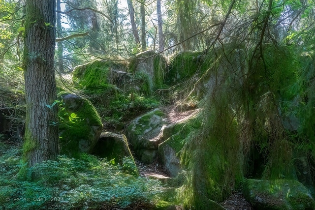 Hike in the forest - Paradisbakkerne