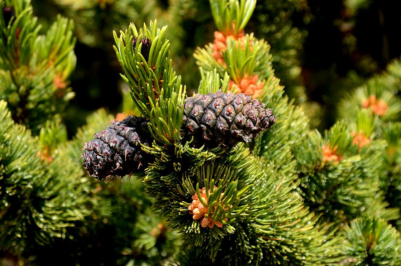 Bristlecone pines area (31)