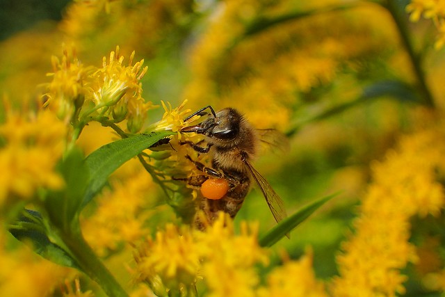 Bee on goldenrod