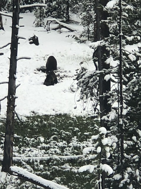 Bears in the snow from Yellowstone in May.