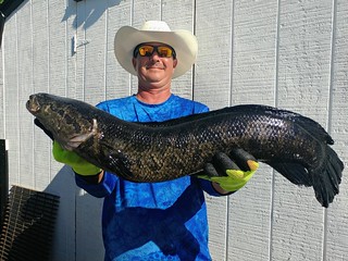 Photo of a man holding a large snakehead