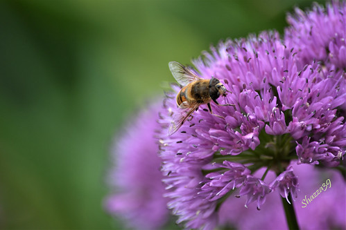 Buzzing .... | by shazza39