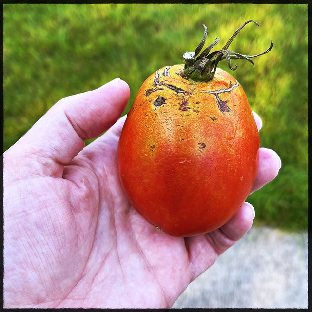 Found Tomato