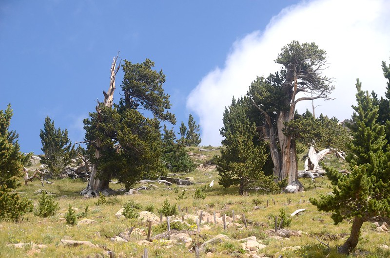 Bristlecone pines area (13)