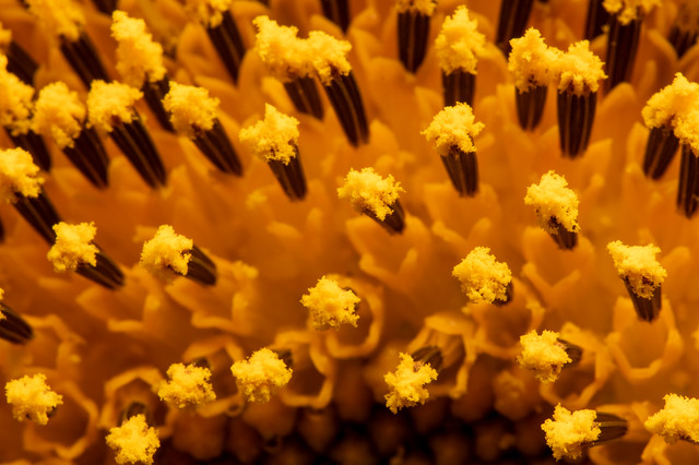 Sunflower Spines