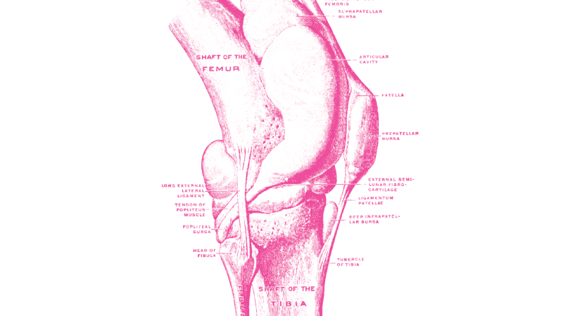 Line drawing of human knee anatomy