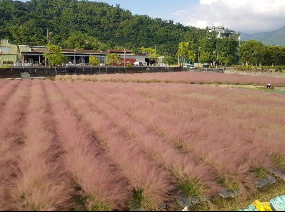 國內業者非法引入粉黛亂子草。照片來源：農委會臉書