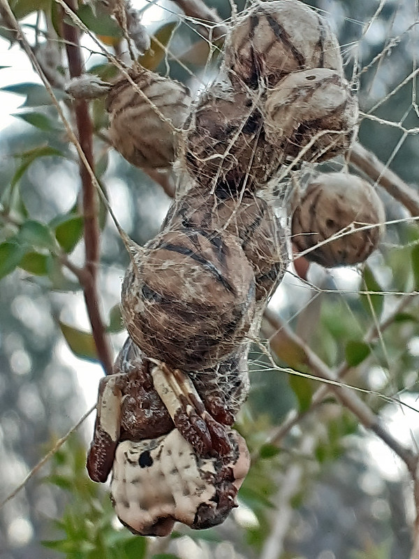 08 - Bird-dung spider Spider fem. and Eggs Celaenia kinbergi  2 (Sandra Lambert).RES jpg