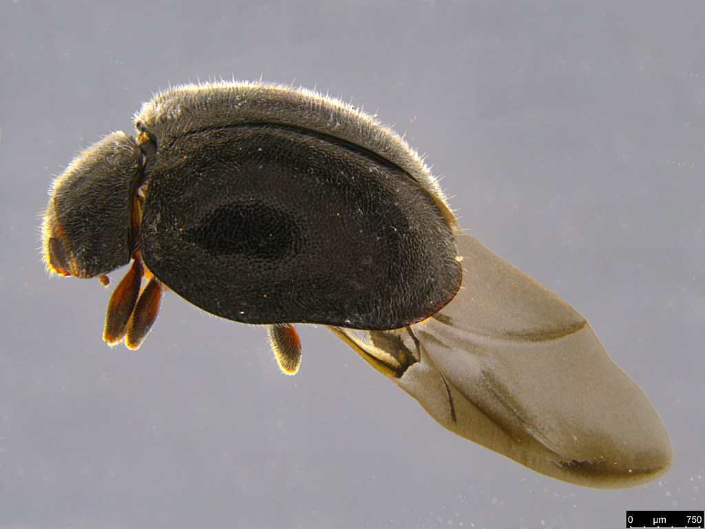2b - Coccinellidae sp.