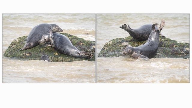 Seal love?.jpg