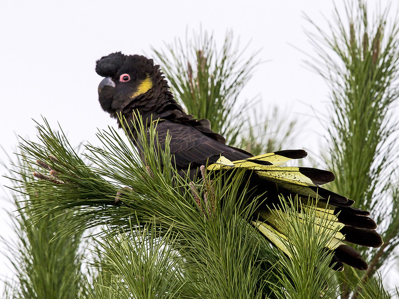 06 - Yellow-tailed Black-Cockatoo (Neville Bartlett)