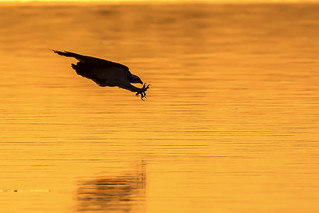 Osprey Diving at Sunset