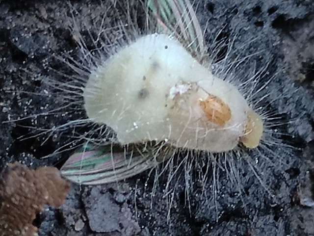 Entomophthora muscae