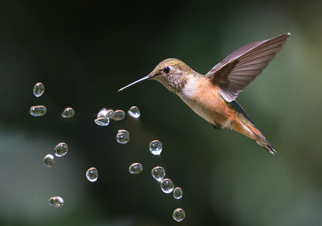 Allen's Hummingbird with water drops (X18_2403)