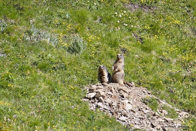 Les marmottes en alerte. (Maurienne, Savoie)
