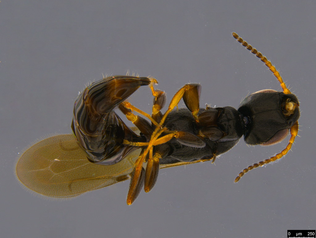 7b - Bethylidae sp.