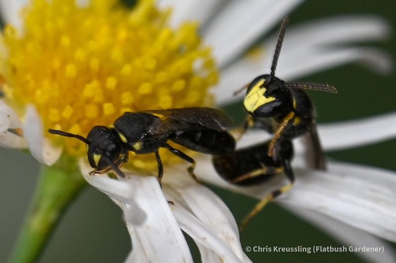 Mating pair of *Hylaeus modestus* on *Boltonia asteroides* in Flatbush Gardener's garden, August 2021, https://www.inaturalist.org/observations/92297940
