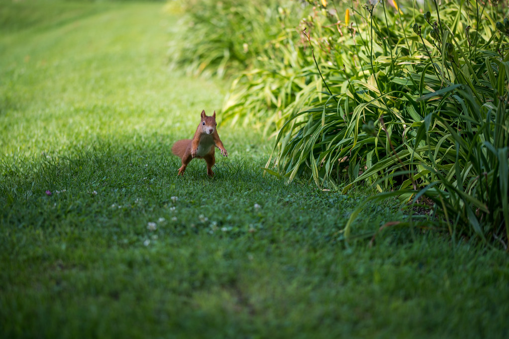 Squirrel hopping around on a grass field