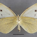 Flickr photo 'Pieris rapae (Linnaeus, 1758)' by: Biological Museum, Lund University: Entomology.