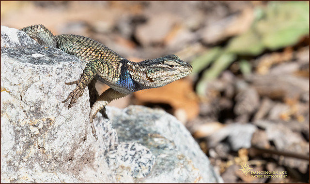 _45A4665 Yarrow's Spiny Lizard ©Dancing Snake Nature Photography