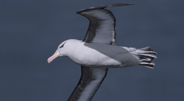 Albatross - “The Holy Grail of seabirds''