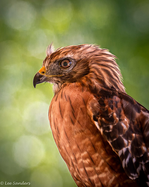 Portrait of a Red-shouldered Hawk- 08.11.21