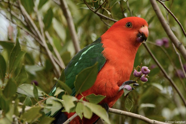 Australian King Parrot (Alisterus scapularis). Sydney, NSW